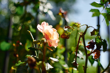 Orange roses with blue sky