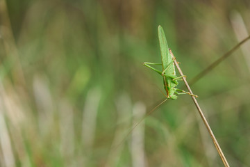 Grasshopper on green grass
