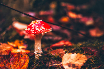 fly agaric mushroom