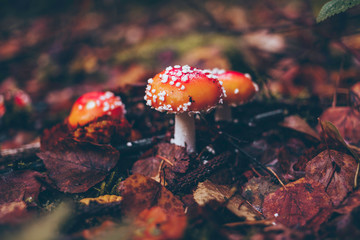 fly agaric mushroom in the forest
