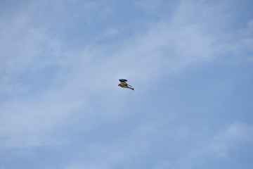 Bird Elanus leucurus