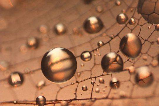 Close up view of dragonfly wing