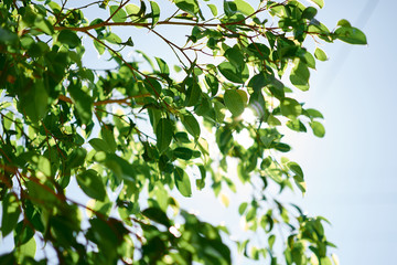 Fototapeta na wymiar backlight of green leaves of fikus tree