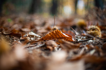 Close up of dried leaves in Autumn