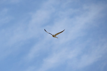 Bird Elanus leucurus