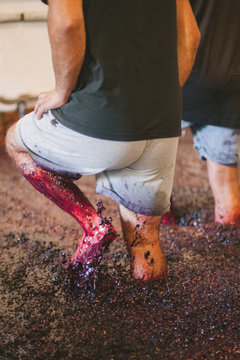 People crushing red grapes with feet, Portugal