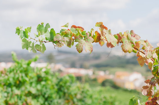 Grape vine with leaves in vineyard, Portugal