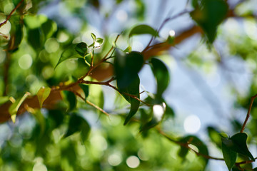 green leaves of fikus tree