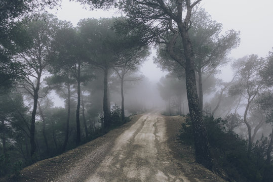 View of mud road in foggy forest