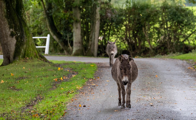 New forest ponies roaming freely on the road near Burley in the New Forest, Hampshire, UK