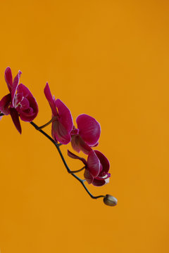 Purple orchid on yellow background