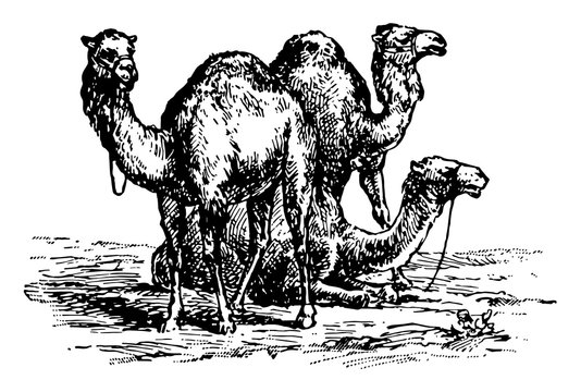 Camels vintage illustration.