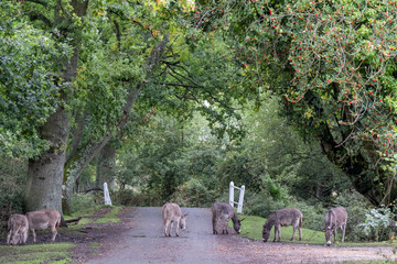 New forest ponies roaming freely on the road near Burley in the New Forest, Hampshire, UK