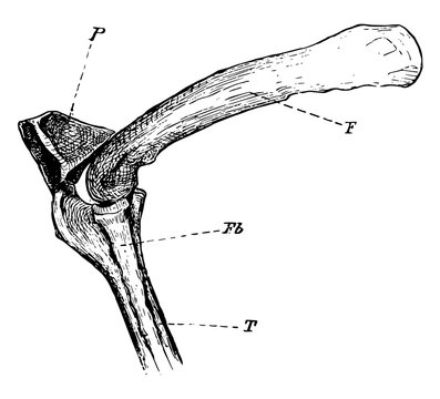 bone anatomy drawing, black and white clip art preview
