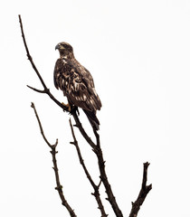 Young Bald Eagle