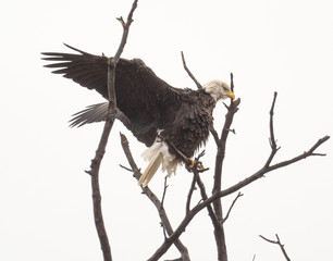 Bald Eagle ready to fly