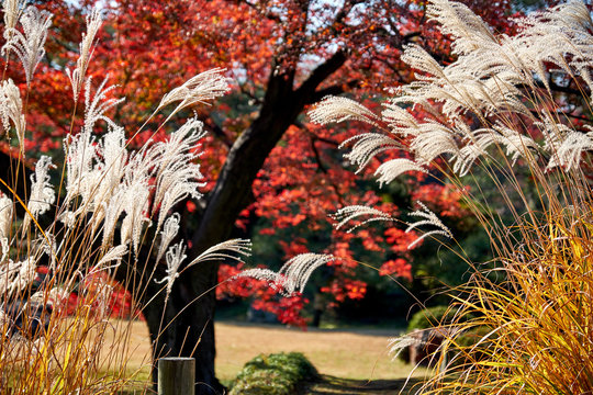 Autumn colors of grass and trees