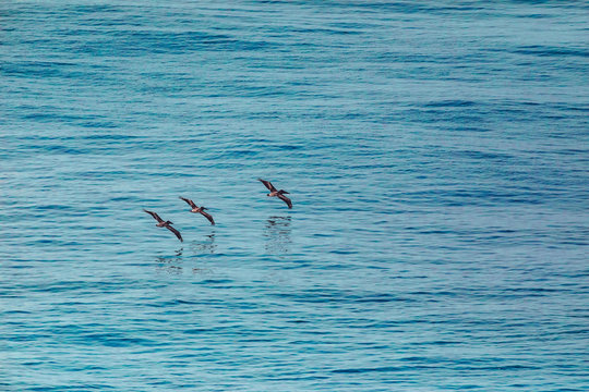 High angle view of pelicans flying over ocean in El Salvador
