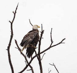 Bald Eagle in tree