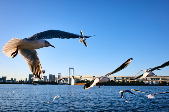 View of flocks of seagulls