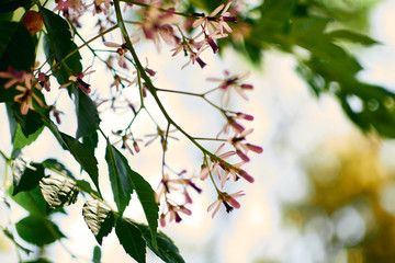wild white flowers with leaves background