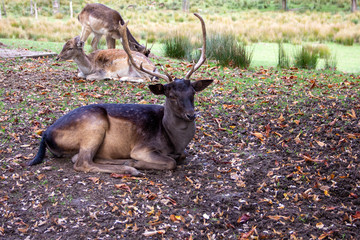 Ansicht eines Damhirsches in der Mitte seines Rudels, lateinisch Dama dama © Sabine