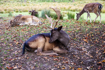 Ansicht eines Damhirsches inmitten seines Rudels, lateinisch Dama dama © Sabine
