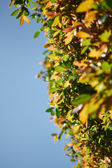 red, yellow and green shades with blue sky background