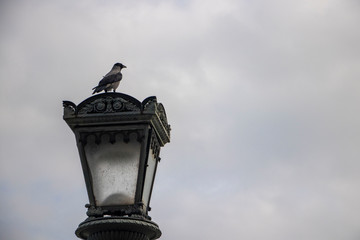 Bird on a lamp