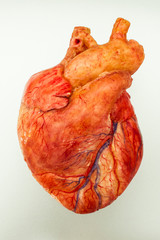 model real human heart