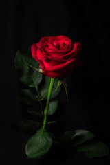 Naklejka premium red rose flower on black background