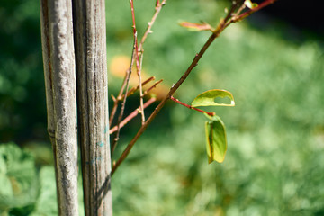 new dried tree buds with green background