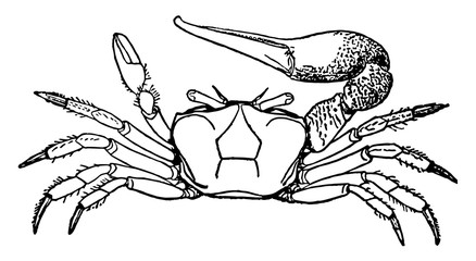 Fiddler crab vintage illustration. © Morphart