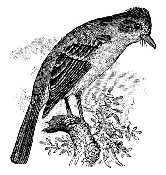 Ash Throated Flycatcher Vintage Illustration.