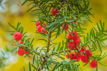 Cis japoński, gatunek drzewa iglastego © Dreamnordno