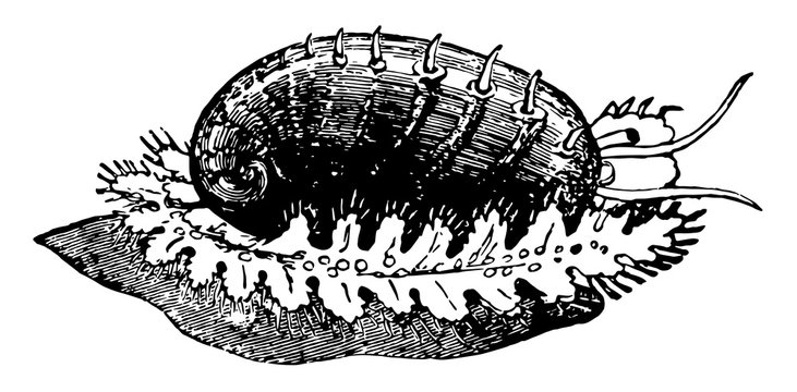 Green Ormer vintage illustration.