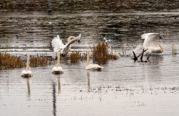 Trumpeter Swans squabble in the water on an autumn day - obrazy, fototapety, plakaty