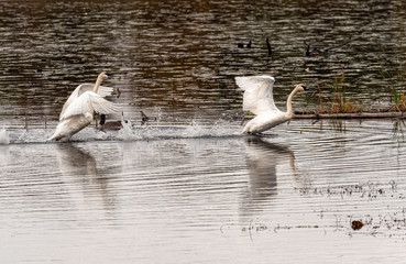 Trumpeter Swans squabble in the water on an autumn day