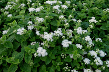 Beautiful green grass with small white flowers background texture in the forest morning.