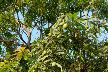 les mangues : excellents fruits du manguier en Guyane française
