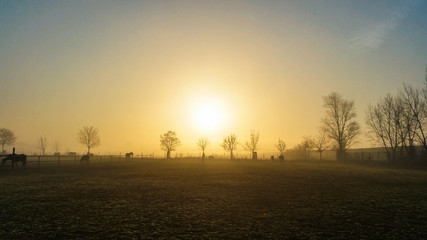 Fototapeta na wymiar horses and sunset in the field