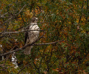 Red-tailed Hawk
