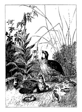 birds in grass black and white clip art preview