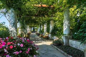 The pergola full of flowers at the gardens of Villa San Michele in Capri, built by Swedish...