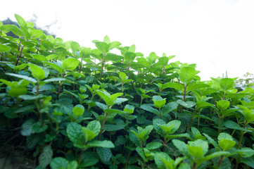 Green mint plants grow at vegetable garden