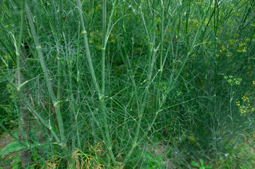 Fennel (Foeniculum vulgare) in growth at garden