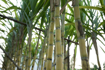 Fototapeta na wymiar Closeup of sugarcane plants growing at field
