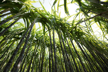 Closeup of sugarcane plants growing at field