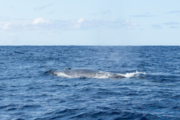 Obraz premium Side view of a Sei Whale (Balaenoptera borealis) and its blow hole as it surfaces for breath in the Atlantic Ocean off the coast of the Azores. This species of baleen whale is of endangered status.