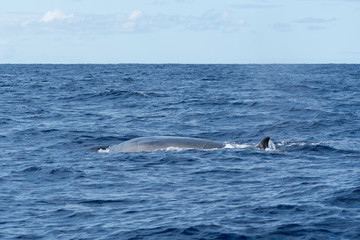 Side view of a Sei Whale (Balaenoptera borealis) and its dorsal fin as it surfaces for breath in...